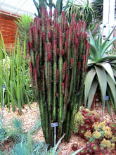Load image into Gallery viewer, African Milk Tree – Euphorbia trigona Rubra or Green Live Succulent, Tall Cactus-Like Plant, Easy Indoor or Patio Grower
