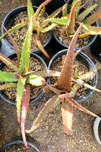 Load image into Gallery viewer, Red Aloe (Aloe Cameronii), Cameron's Ruwari Aloe, live plant