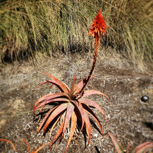 Load image into Gallery viewer, Red Aloe (Aloe Cameronii), Cameron's Ruwari Aloe, live plant