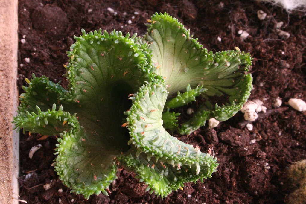 crested medusa succulent Euphorbia Flanaganii f. Cristata, Crested Medusa, RARE, Cactus, succulent,  live plant, LIMITED