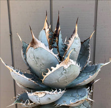 Load image into Gallery viewer, Agave titanota, Chalk agave, Asparagaceae