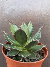 Load image into Gallery viewer, Agave horrida, Mexcalmetl, Agave