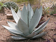 Load image into Gallery viewer, Agave titanota, Chalk agave, Asparagaceae