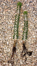 Load image into Gallery viewer, Madagascar ocotillo, African Ocotillo, Alluaudia procera