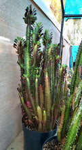 Load image into Gallery viewer, African Milk Tree – Euphorbia trigona Rubra or Green Live Succulent, Tall Cactus-Like Plant, Easy Indoor or Patio Grower