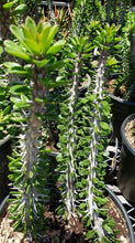 Load image into Gallery viewer, Madagascar ocotillo, African Ocotillo, Alluaudia procera