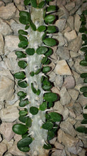 Load image into Gallery viewer, Madagascar ocotillo, African Ocotillo, Alluaudia procera