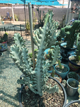 Load image into Gallery viewer, Euphorbia White Ghost – Euphorbia Lactea Live Succulent Cactus, Dragon Bones Tree, Grey Ghost, Candelabra Spurge Plant