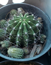 Load image into Gallery viewer, Easter Lilly Cactus, Echinopsis oxygona, cactus flower, cactus, succulent, live plant