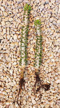 Load image into Gallery viewer, Madagascar ocotillo, African Ocotillo, Alluaudia procera