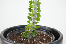 Load image into Gallery viewer, Madagascar ocotillo, African Ocotillo, Alluaudia procera