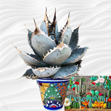 Load image into Gallery viewer, Agave titanota, Chalk agave, Asparagaceae