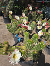 Load image into Gallery viewer, Argentine Giant Cactus – Echinopsis candicans Live Cactus Plant, Night Blooming White Flowers, Drought-Tolerant Landscape