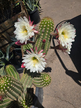 Load image into Gallery viewer, Argentine Giant Cactus – Echinopsis candicans Live Cactus Plant, Night Blooming White Flowers, Drought-Tolerant Landscape