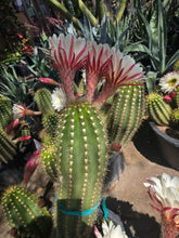 Load image into Gallery viewer, Argentine Giant Cactus – Echinopsis candicans Live Cactus Plant, Night Blooming White Flowers, Drought-Tolerant Landscape