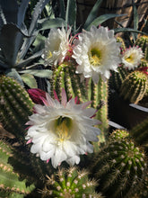 Load image into Gallery viewer, Argentine Giant Cactus – Echinopsis candicans Live Cactus Plant, Night Blooming White Flowers, Drought-Tolerant Landscape