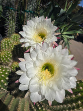 Load image into Gallery viewer, Argentine Giant Cactus – Echinopsis candicans Live Cactus Plant, Night Blooming White Flowers, Drought-Tolerant Landscape