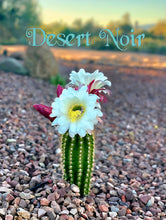 Load image into Gallery viewer, Argentine Giant Cactus – Echinopsis candicans Live Cactus Plant, Night Blooming White Flowers, Drought-Tolerant Landscape