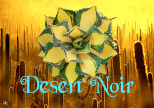 Load image into Gallery viewer, Rum Runner, Agave Isthmensis, Agave