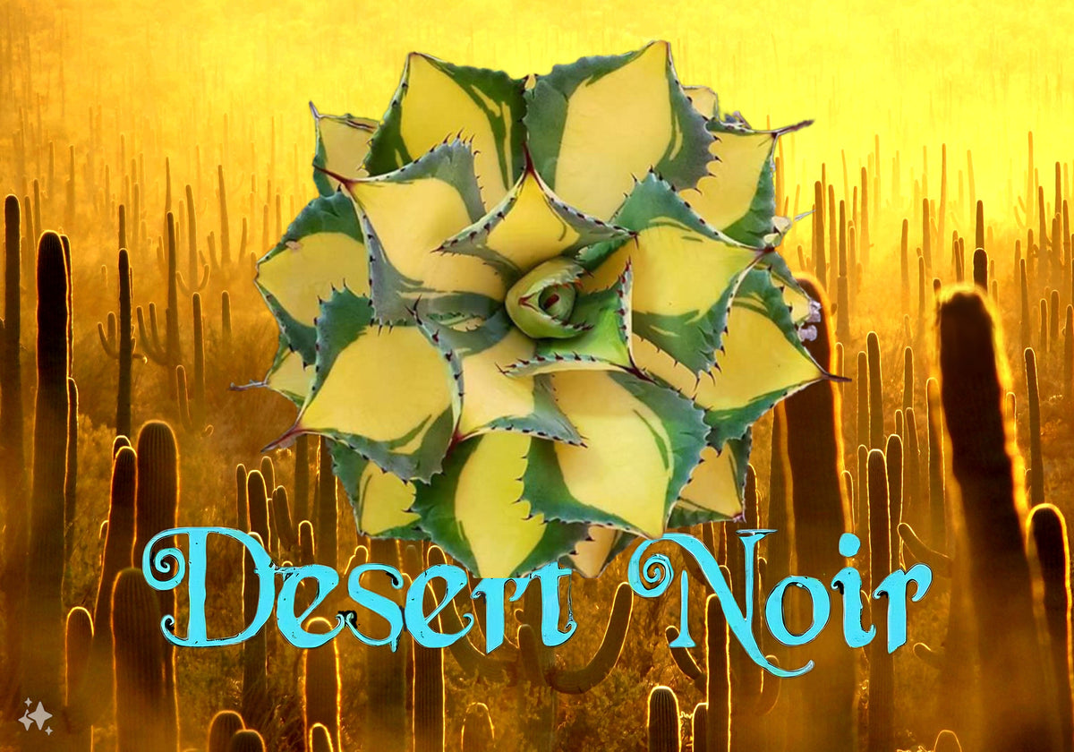Rum Runner, Agave Isthmensis, Agave – Desert Noir