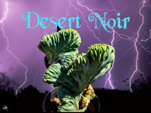 Load image into Gallery viewer, Dinosaur Back (Myrtillocactus geometrizans f. cristata), Crested cactus, succulent, live plant