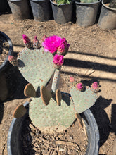 Load image into Gallery viewer, Beavertail cactus, Beavertail prickly pear, Opuntia basilaris