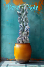 Load image into Gallery viewer, Cereus Peruvianus Monstrose, moon blooming