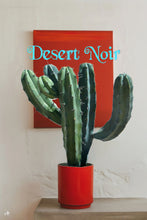 Load image into Gallery viewer, Blue Myrtle Cactus – Myrtillocactus geometrizans Live Cactus, Blue Candle Succulent, Columnar Desert Plant