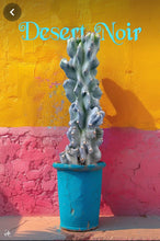 Load image into Gallery viewer, Cereus Peruvianus Monstrose, moon blooming