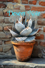 Load image into Gallery viewer, Agave titanota, Chalk agave, Asparagaceae