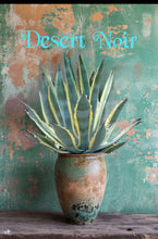 Load image into Gallery viewer, Agave Americana, Marginata, Variegated, Century Plant