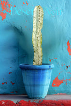 Load image into Gallery viewer, African Golden Candelabra, Euphorbia ammak