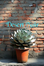 Load image into Gallery viewer, Artichoke Agave, Agave parryi var. truncata