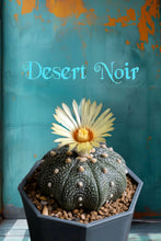 Load image into Gallery viewer, Astrophytum asterias cactus