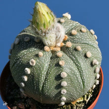 Load image into Gallery viewer, Astrophytum asterias cactus