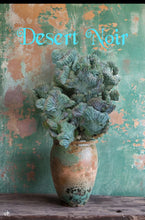 Load image into Gallery viewer, Dinosaur Back (Myrtillocactus geometrizans f. cristata), Crested cactus, succulent, live plant