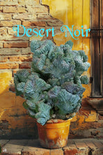 Load image into Gallery viewer, Dinosaur Back (Myrtillocactus geometrizans f. cristata), Crested cactus, succulent, live plant