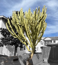 Load image into Gallery viewer, African Golden Candelabra, Euphorbia ammak