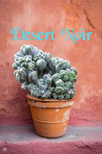 Load image into Gallery viewer, Ming Thing, Cereus Forbesii Monstrose