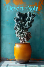 Load image into Gallery viewer, Ming Thing, Cereus Forbesii Monstrose