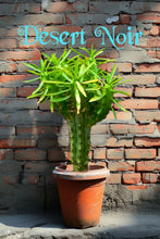 Load image into Gallery viewer, African Palm Tree, Euphorbia loricata,  Euphorbia armata, Euphorbia hystrix
