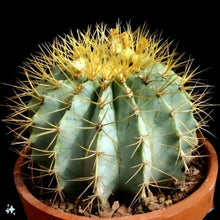 Load image into Gallery viewer, Blue golden barrel cactus, Ferocactus glaucescens, blue barre