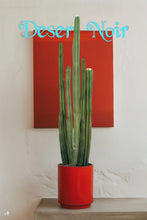 Load image into Gallery viewer, Pachycereus marginatus, Fence Post Cactus, Cactus, Succulent, Live plant