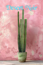 Load image into Gallery viewer, Pachycereus marginatus, Fence Post Cactus, Cactus, Succulent, Live plant