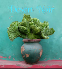 Load image into Gallery viewer, Crested Eve's Needle, Austrocylindropuntia subulata Cristata, crested cactus, cactus, succulent, live plant