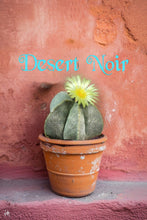 Load image into Gallery viewer, Bishop's cap, Astrophytum myriostigma