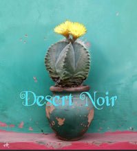 Load image into Gallery viewer, Bishop's cap, Astrophytum myriostigma