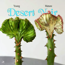 Load image into Gallery viewer, Coral Cactus, Eurphorbia lactea cristata, Euphorbia neriifolia, Very Rare, Live Plant