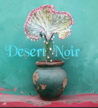 Load image into Gallery viewer, Coral Cactus, Eurphorbia lactea cristata, Euphorbia neriifolia, Very Rare, Live Plant