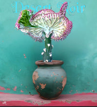 Load image into Gallery viewer, Coral Cactus, Eurphorbia lactea cristata, Euphorbia neriifolia, Very Rare, Live Plant